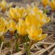 Krokus Romance - 10 szt.