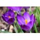 Krokus Ruby Giant - 10 szt.
