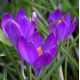 Krokus Ruby Giant - 10 szt.