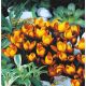 Krokus Zwanenburg Bronze - 10 szt.