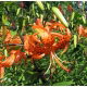 Lilia tygrysia - Tigrinum