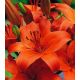 Lilia azjatycka pomarańczowa - Orange