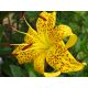 Lilia tygrysia - Yellow Tiger - 1 szt.
