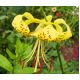Lilia tygrysia - Yellow Tiger - 1 szt.