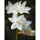 Narcyz Bożonarodzeniowy - Paperwhites Ziva - 5 szt.