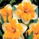 Narcyz Orangery - opak. 5 szt.