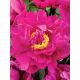 Piwonia, Paeonia - Karl Rosenfield - sadzonka