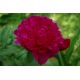 Piwonia, Paeonia - Madame Gaaudichau - sadzonka