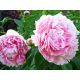 Piwonia, Paeonia - Sarah Bernhardt - sadzonka
