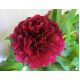 Piwonia, Paeonia - Felix Crouse - sadzonka