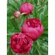 Piwonia, Paeonia - Felix Crouse - sadzonka