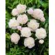 Piwonia, Paeonia - Shirley Temple - sadzonka