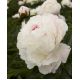 Piwonia, Paeonia - Shirley Temple - sadzonka