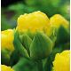 Tulipan lodowy - Beauty of Apeldorn - 5 szt.