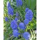 Szafirek Muscari Blue Spike - op. 10 szt.