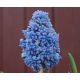 Szafirek Muscari Blue Spike - op. 10 szt.