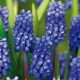Szafirek Muscari Dark Eyes - op. 5 szt.