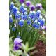 Szafirek Auchera - Muscari Mount Hood - op. 5 szt.
