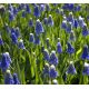 Szafirek Auchera - Muscari Mount Hood - op. 5 szt.