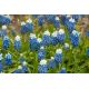 Szafirek Auchera - Muscari Mount Hood - op. 5 szt.
