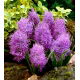 Szafirek pierzasty - Muscari Plumosum - 5 szt.