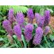 Szafirek pierzasty - Muscari Plumosum - 5 szt.
