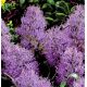 Szafirek pierzasty - Muscari Plumosum - 5 szt.