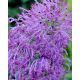 Szafirek pierzasty - Muscari Plumosum - 5 szt.
