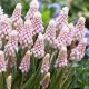 Szafirek różowy - Muscari Pink Sunrise - 1 szt.