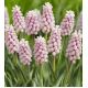 Szafirek różowy - Muscari Pink Sunrise - 1 szt.