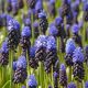 Szafirek szerokolistny - Muscari latifolium op. 10 szt.
