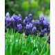 Szafirek szerokolistny - Muscari latifolium op. 10 szt.