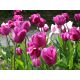 Tulipan różowy - Rose - 5 szt.