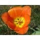 Tulipan pomarańczowy - Orange - duża paczka! - 50 szt.