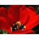 Tulipan Apeldorn - 5 szt.