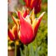 Tulipan Aladdin - opak. 5 szt.