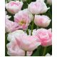 Tulipan Angelique - opak. 5 szt.