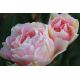 Tulipan Angelique - opak. 5 szt.