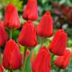 Tulipan Apeldorn - 5 szt.