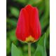 Tulipan Apeldorn - 5 szt.