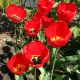 Tulipan Apeldorn - 5 szt.