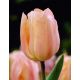 Tulipan Apricot Beauty - opak. 5 szt.