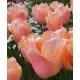 Tulipan Apricot Beauty - opak. 5 szt.