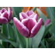Tulipan Arabian Mystery - opak. 5 szt.