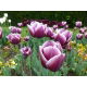 Tulipan Arabian Mystery - opak. 5 szt.