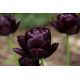 Tulipan Black Hero - 5 szt.