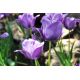 Tulipan Blue Aimable - opak. 5 szt.