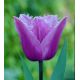 Tulipan Blue Heron  opak. 5 szt.