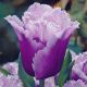Tulipan Blue Heron  opak. 5 szt.