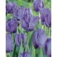 Tulipan papuzi Blue Parrot - op. 5 szt.